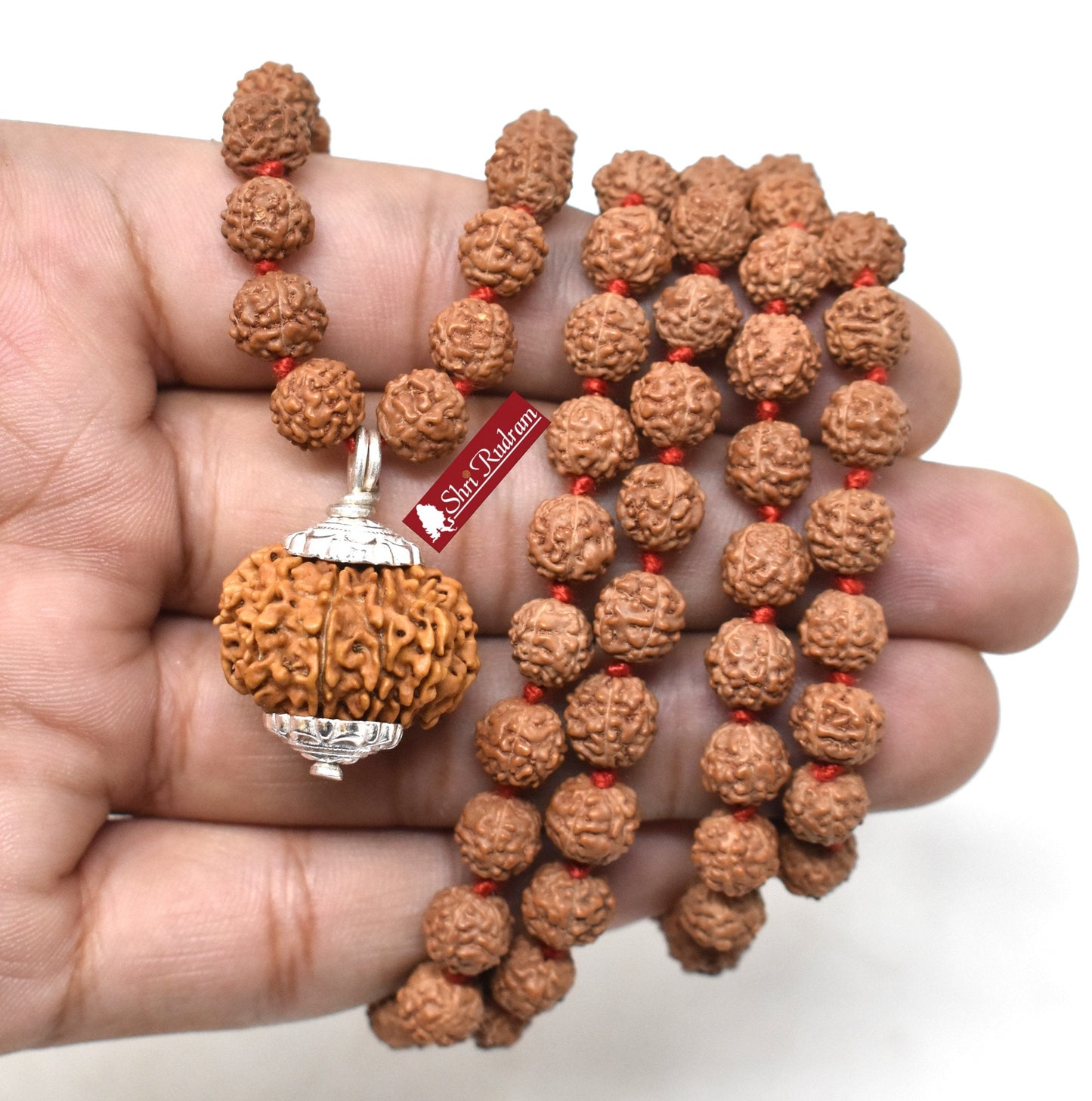 ShriRudram 11 Mukhi Rudraksha / Eleven Face Rudraksh Nepal Bead Lab Certified Attached in 5 Mukhi Mala