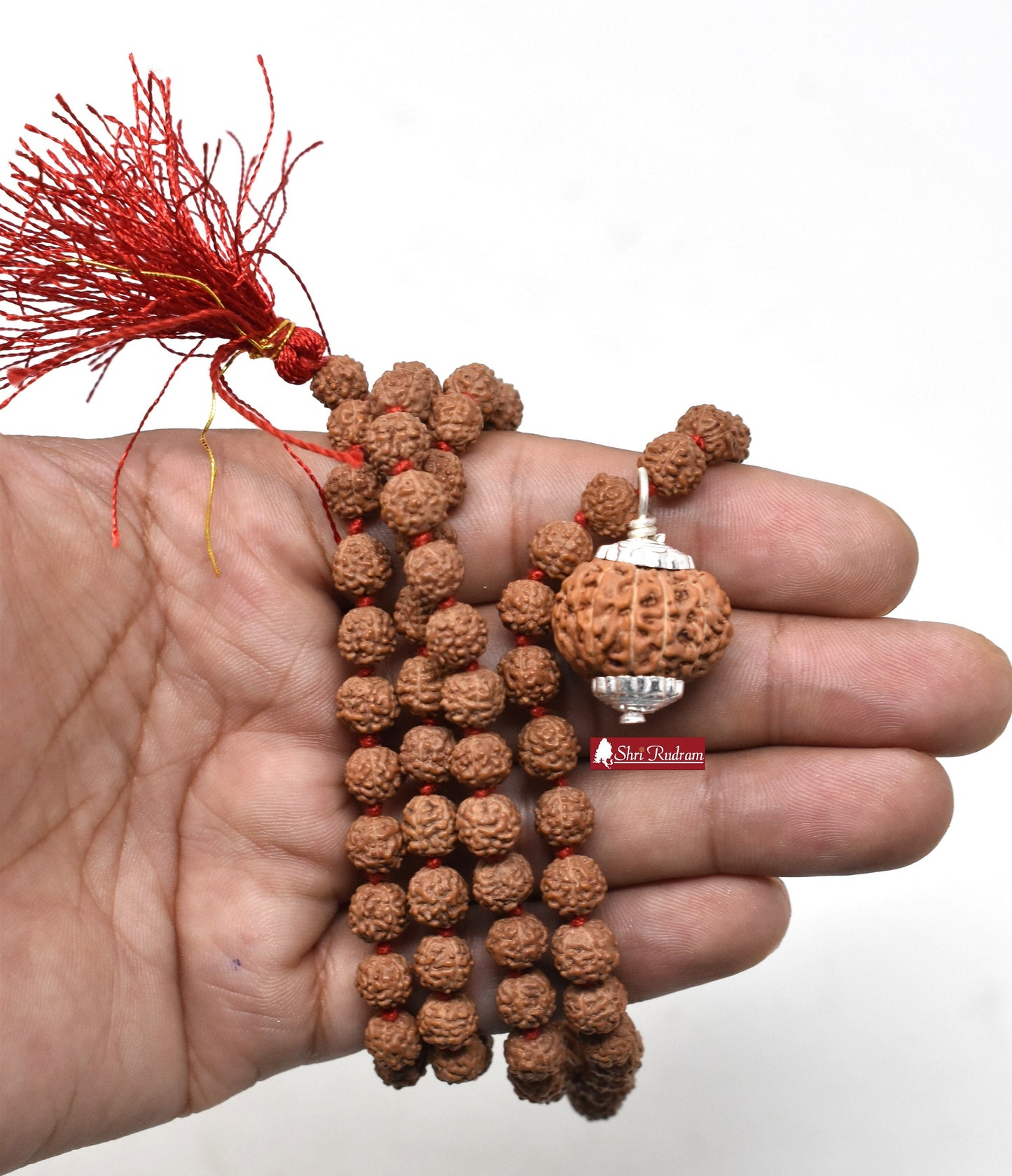ShriRudram 12 Mukhi Rudraksha / Twelve Face Rudraksh Java Bead Lab Certified Attached in 5 Mukhi Mala