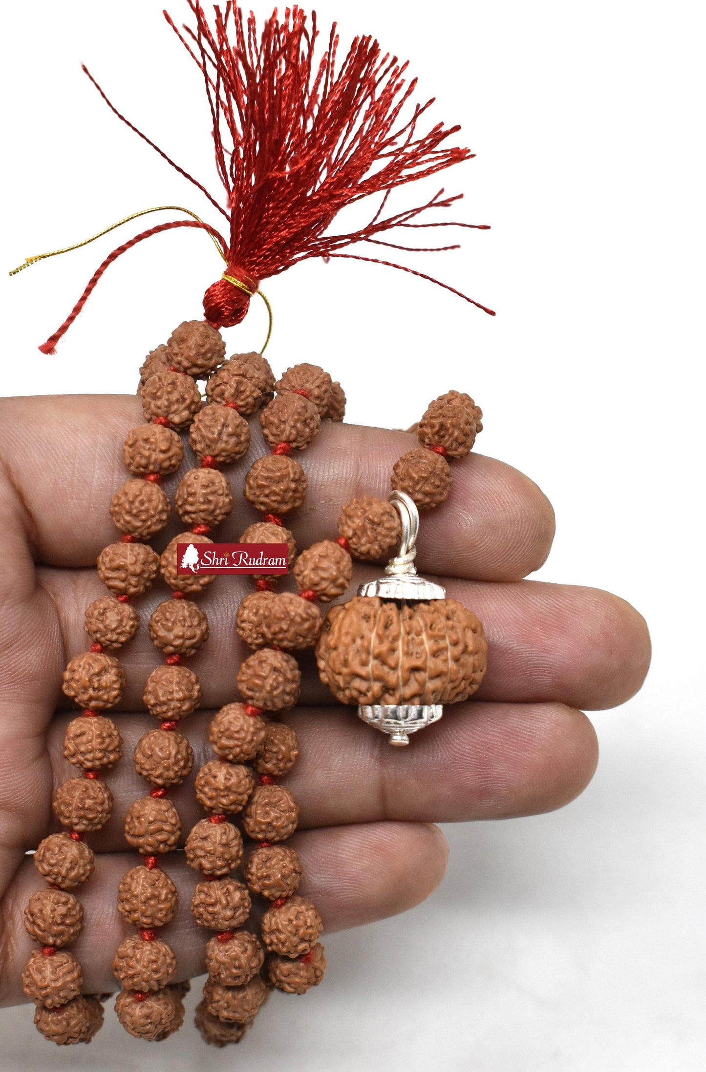 ShriRudram 14 Mukhi Rudraksha / Fourteen Face Rudraksh Java Bead Lab Certified Attached in 5 Mukhi Mala D2