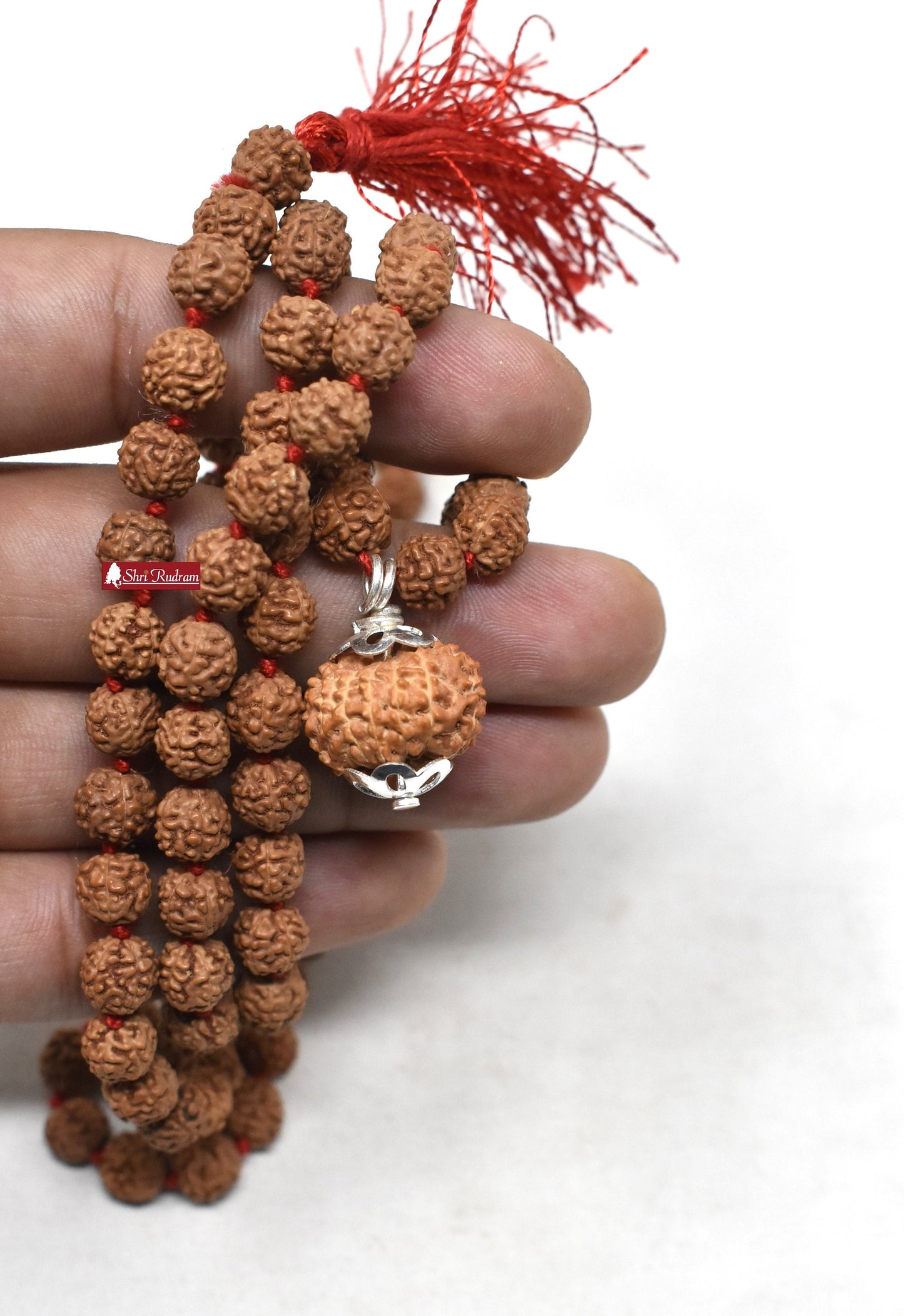 ShriRudram 13 Mukhi Rudraksha / Thirteen Face Rudraksh Java Bead Lab Certified Attached in 5 Mukhi Mala