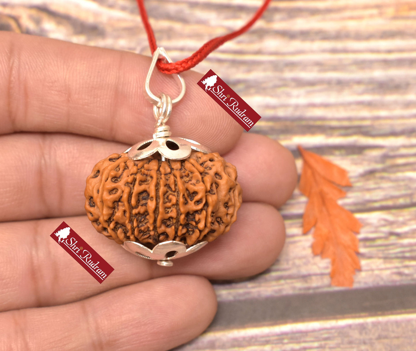 ShriRudram 12 Mukhi Rudraksha / Twelve Face Rudraksh Nepal Bead Lab Certified 30.75 MM