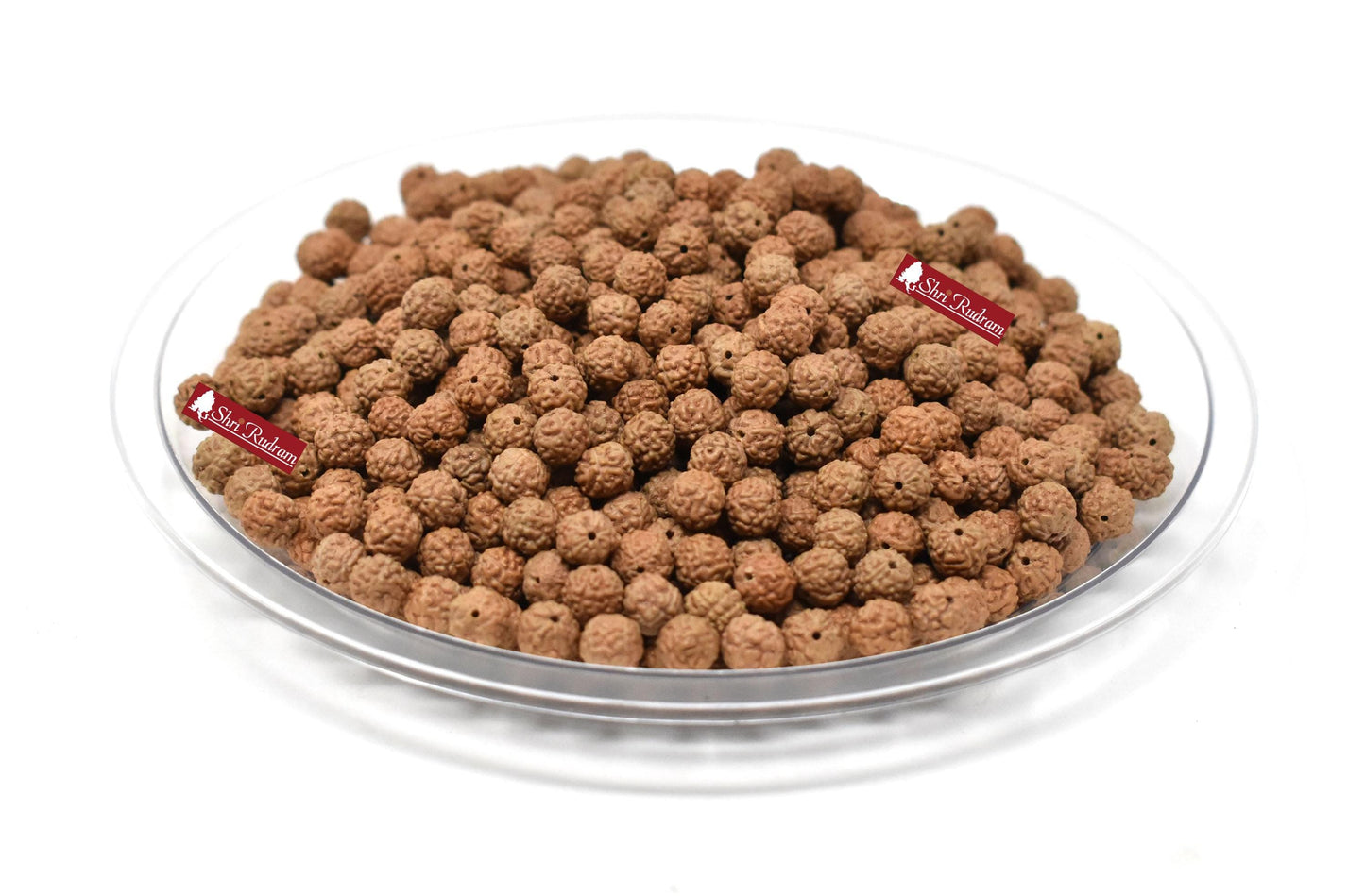 Shri Rudram 5 Mukhi Rudraksha Rudraksh Loose Beads Wholesale Lot of 1051 Beads Natural Uncoloured UnDyed
