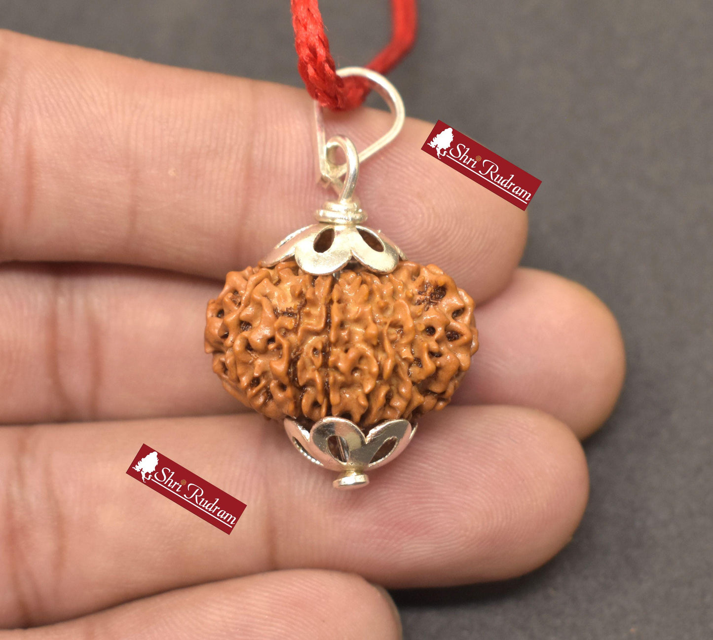 ShriRudram 12 Mukhi Rudraksha / Twelve Face Rudraksh Nepal Bead Lab Certified 23.54 MM