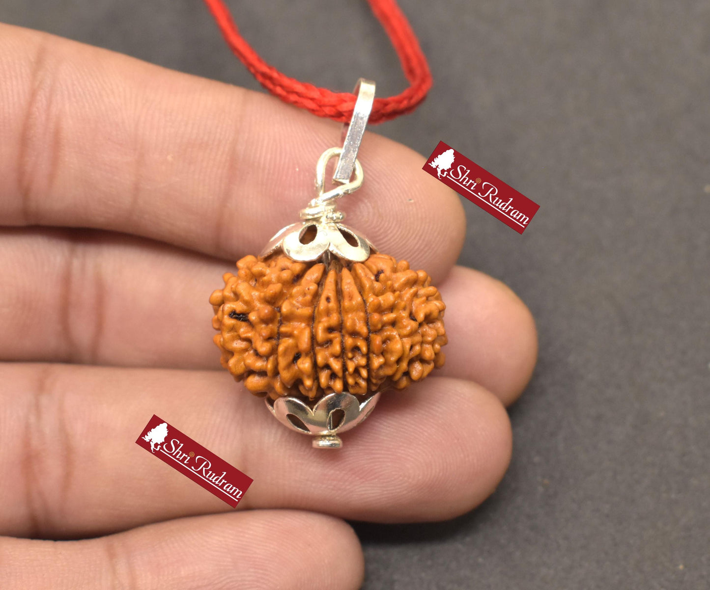 ShriRudram 13 Mukhi Rudraksha / Thirteen Face Rudraksh Nepal Bead Super Collector Lab Certified 25.15 MM