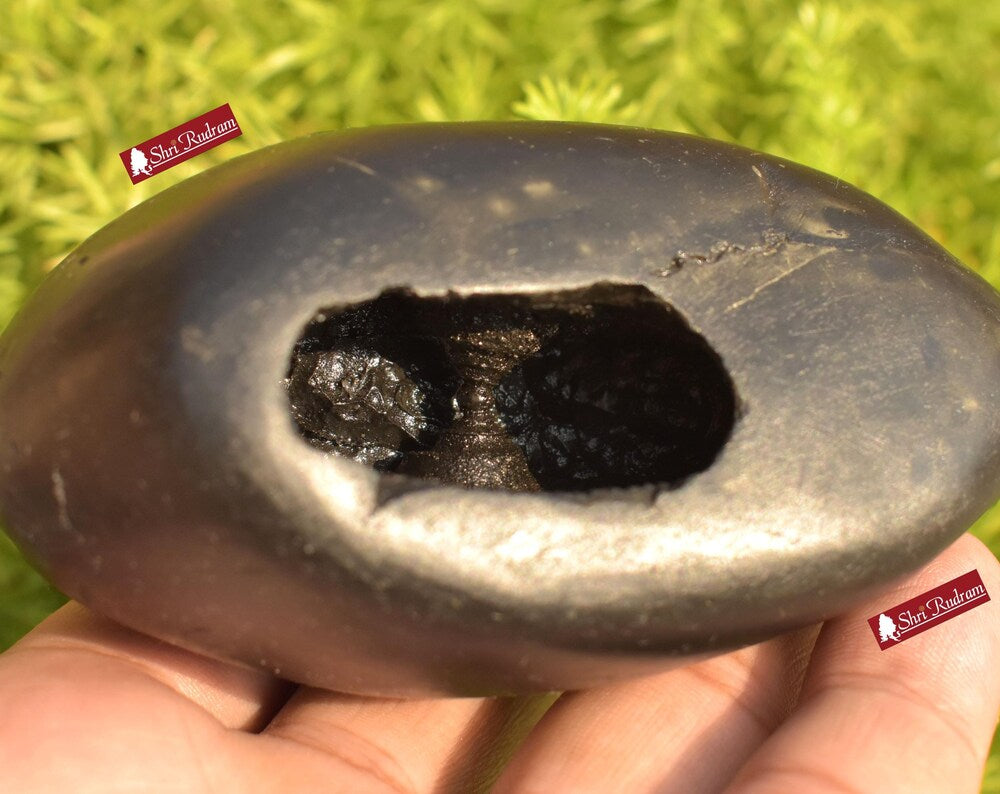 ShriRudram BalaRama Shaligram Bala Ram Saligram Stone Gandaki River Religious Gifts BR350