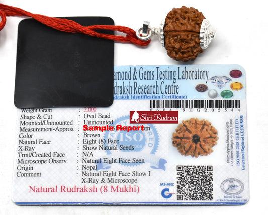 ShriRudram 8 Mukhi Rudraksha Eight Face Rudraksh Nepal Bead Lab Certified 20-22 MM