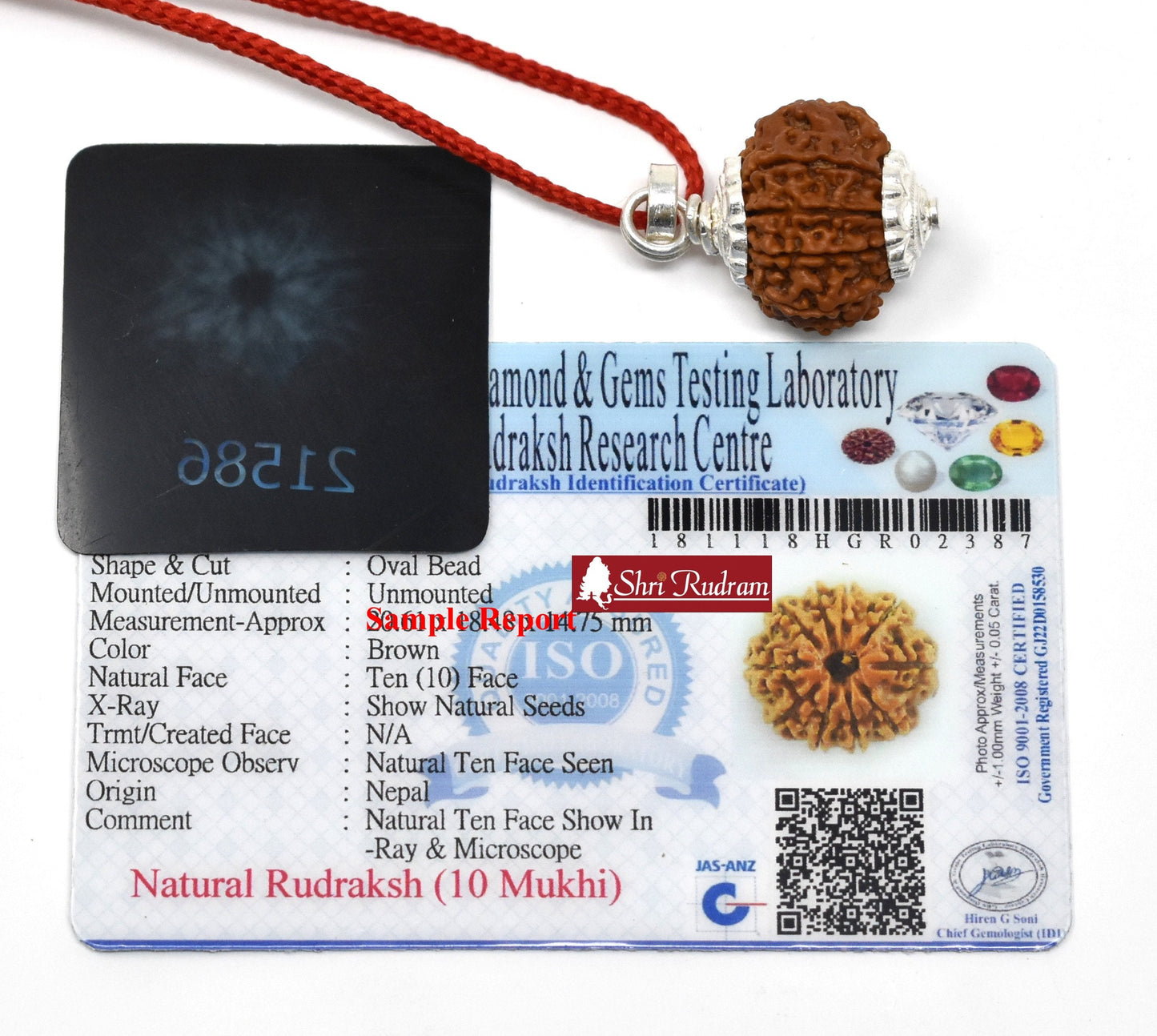 ShriRudram 10 Mukhi Rudraksha / Ten Face Rudraksh Nepal Bead Lab Certified 20-22 MM