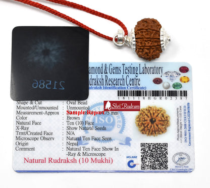 ShriRudram 10 Mukhi Rudraksha / Ten Face Rudraksh Nepal Bead Lab Certified 20-22 MM