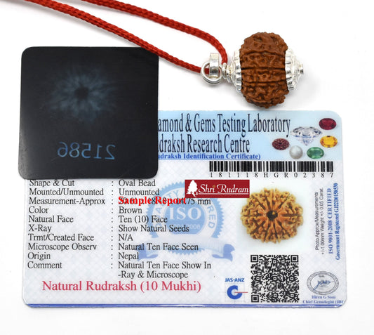 ShriRudram 10 Mukhi Rudraksha / Ten Face Rudraksh Nepal Bead Lab Certified 20-22 MM