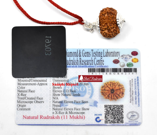 Shri Rudram 11 Mukhi Rudraksha / Eleven Face Rudraksh Nepal Bead Lab Certified 20-22 MM