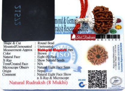 ShriRudram 8 Mukhi Rudraksha Eight Face Rudraksh Nepal Bead Lab Certified 18-20 MM