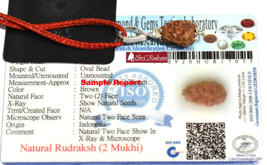 Shri Rudram 2 Mukhi Rudraksha / Two Face Rudraksh Java Bead Lab Certified 14 - 16 MM
