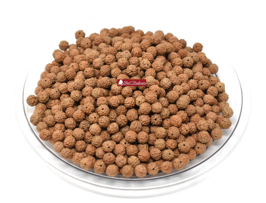 Shri Rudram 5 Mukhi Rudraksha Rudraksh Loose Beads Wholesale Lot of 1051 Beads Natural Uncoloured UnDyed