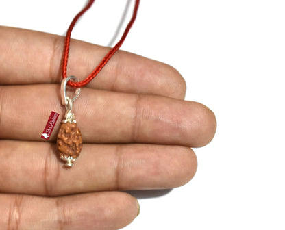 Shri Rudram 2 Mukhi Rudraksha / Two Face Rudraksh Java Bead Lab Certified 14 - 16 MM