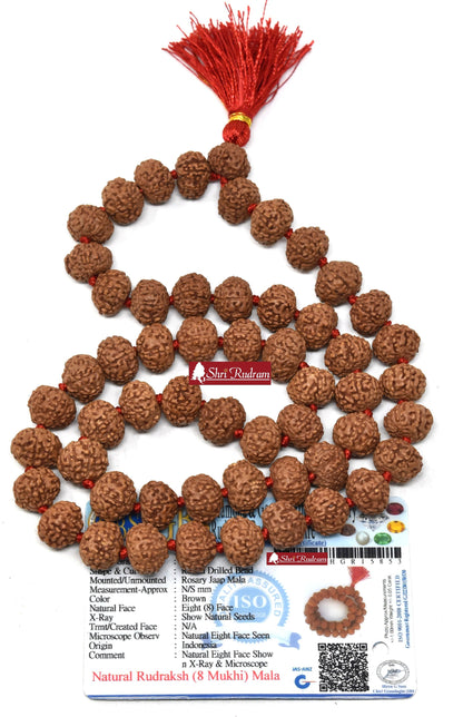ShriRudram 8 Mukhi Rudraksha Mala / Eight Face Rudraksh Rosary Java Lab Certified 13-14 MM