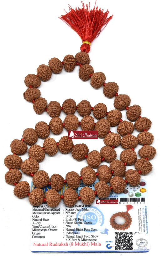 ShriRudram 8 Mukhi Rudraksha Mala / Eight Face Rudraksh Rosary Java Lab Certified 13-14 MM