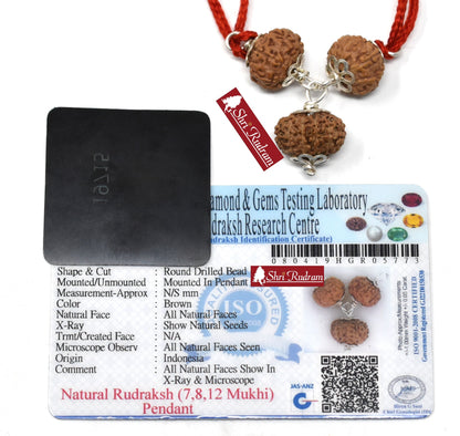 ShriRudram 7 , 8 , 12 Mukhi Rudraksha Combination / Business Mala Rosary Java Lab Certified