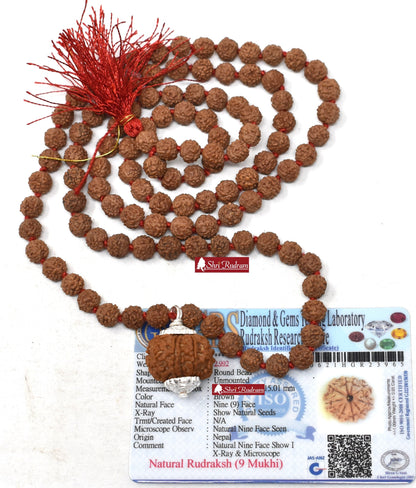 ShriRudram 9 Mukhi Rudraksha / Nine Face Rudraksh Nepal Bead Lab Certified Attached in 5 Mukhi Mala