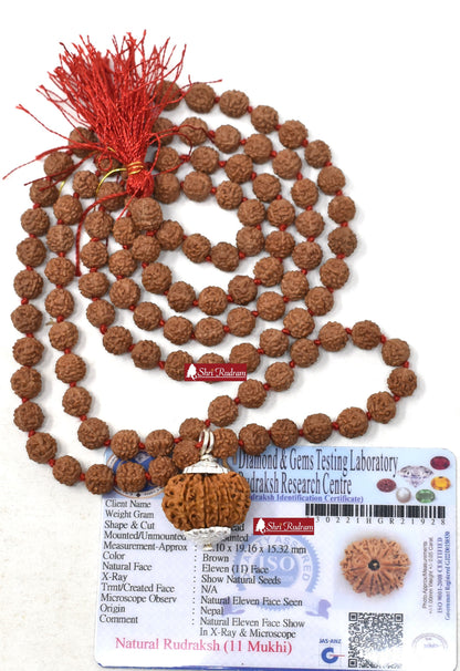 ShriRudram 11 Mukhi Rudraksha / Eleven Face Rudraksh Nepal Bead Lab Certified Attached in 5 Mukhi Mala