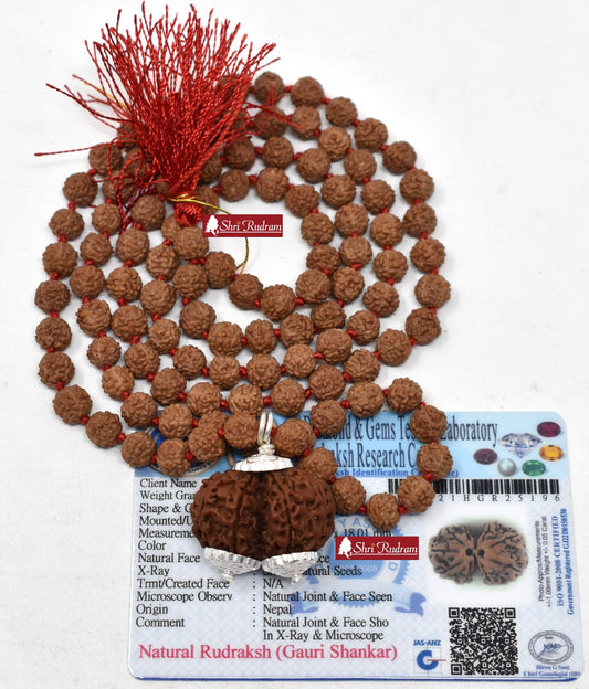 ShriRudram Gauri Shankar Rudraksha / Gouri Sankar Rudraksh Nepal Bead Lab Certified Attached in 5 Mukhi Mala