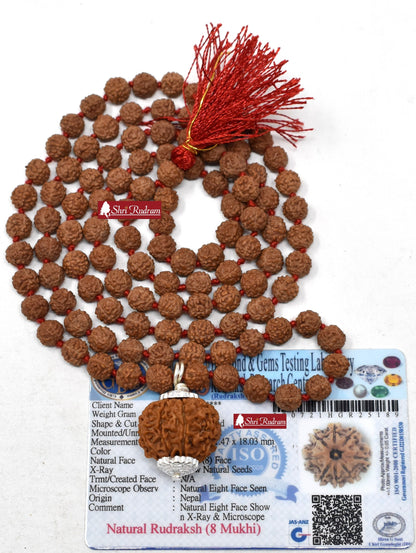 ShriRudram 8 Mukhi Rudraksha / Eight Face Rudraksh Nepal Bead Lab Certified Attached in 5 Mukhi Mala