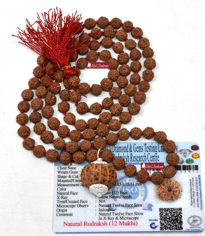 ShriRudram 12 Mukhi Rudraksha / Twelve Face Rudraksh Java Bead Lab Certified Attached in 5 Mukhi Mala