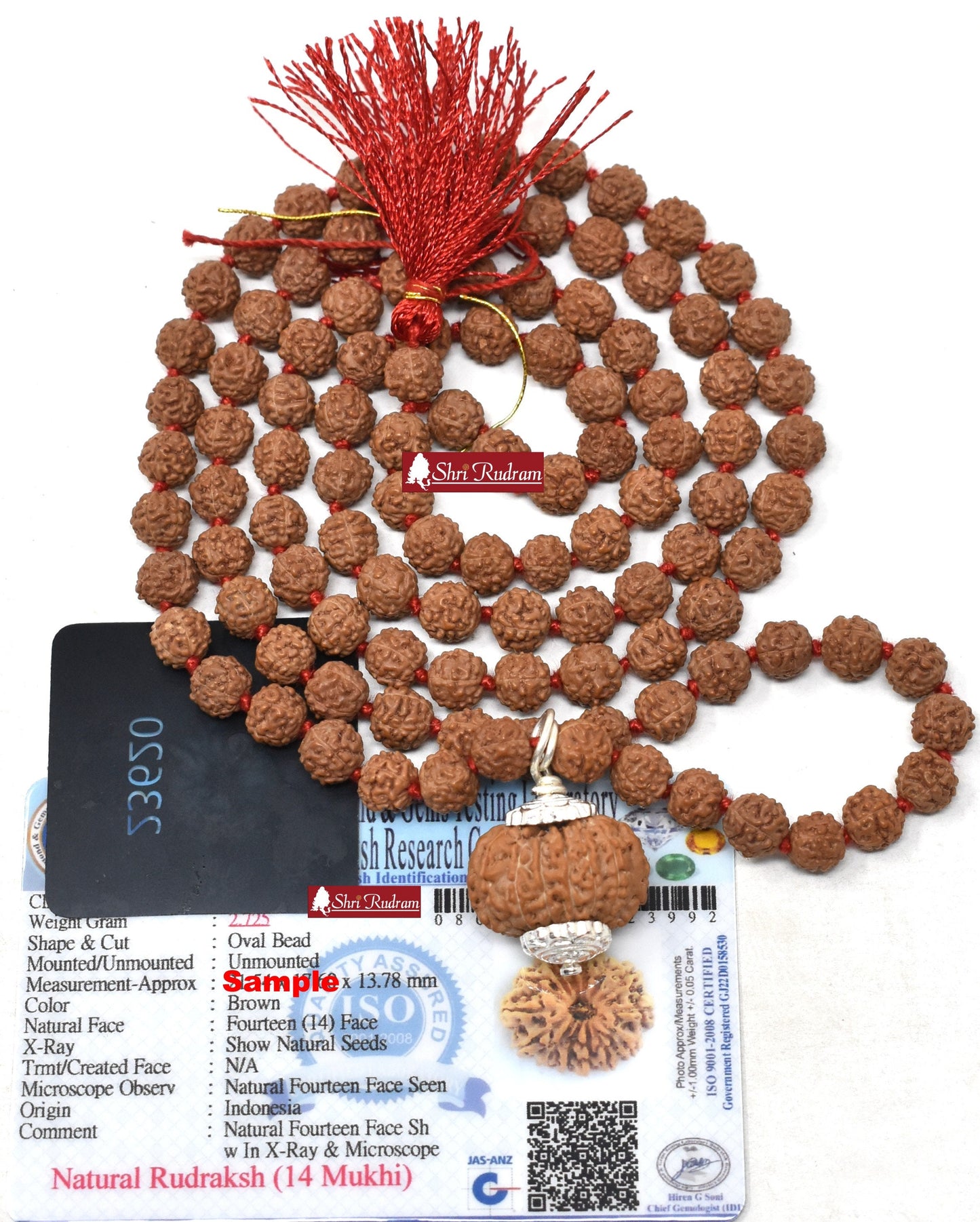 ShriRudram 14 Mukhi Rudraksha / Fourteen Face Rudraksh Java Bead Lab Certified Attached in 5 Mukhi Mala D2