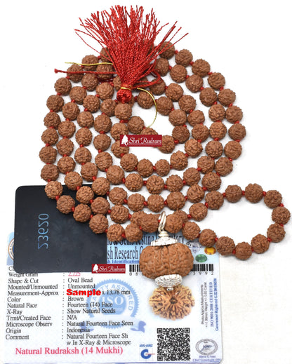 ShriRudram 14 Mukhi Rudraksha / Fourteen Face Rudraksh Java Bead Lab Certified Attached in 5 Mukhi Mala D2