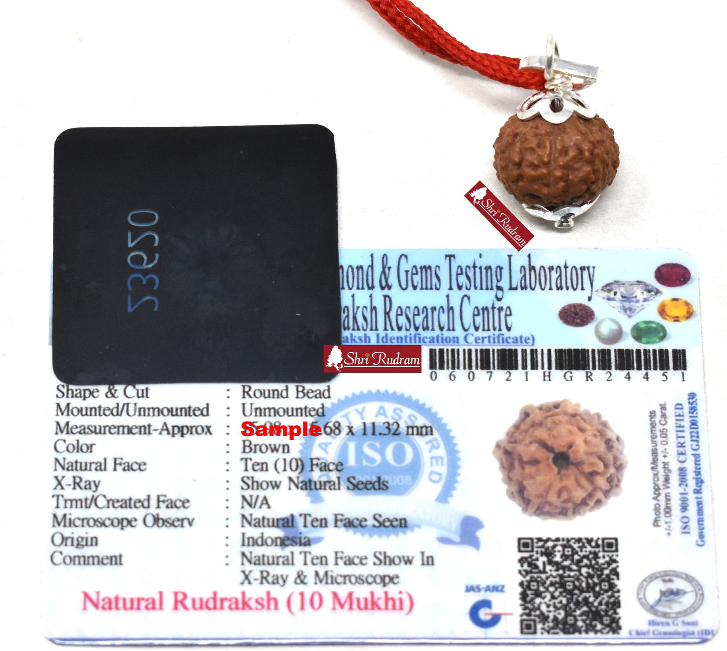 ShriRudram 10 Mukhi Rudraksha Ten Face Rudraksh Java Bead Lab Certified 17-20 MM