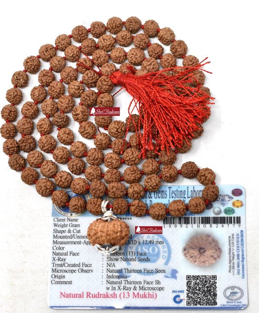 ShriRudram 13 Mukhi Rudraksha / Thirteen Face Rudraksh Java Bead Lab Certified Attached in 5 Mukhi Mala