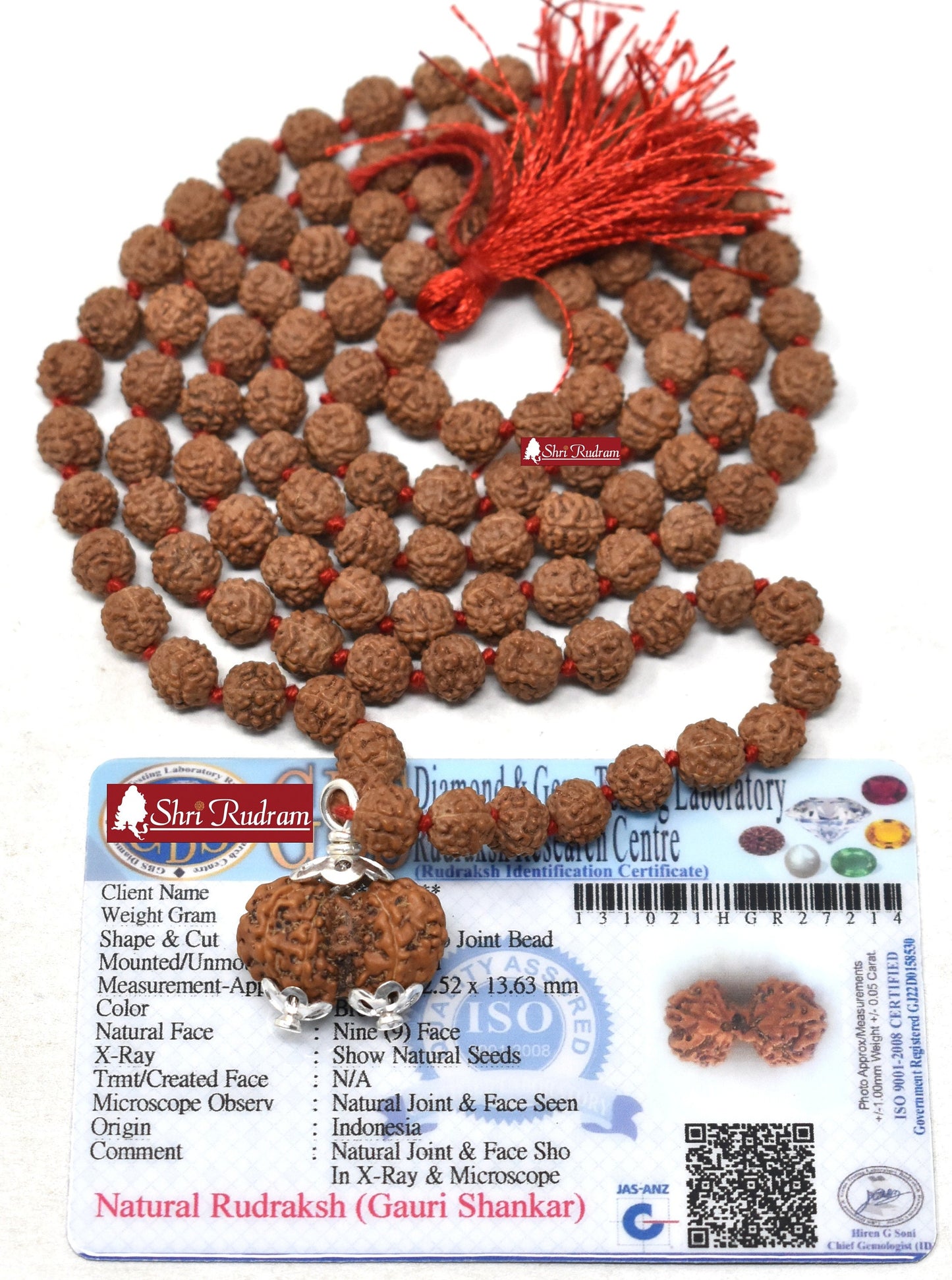 ShriRudram Gauri Shankar Rudraksha / Gouri Sankar Rudraksh Java Bead Lab Certified Attached in 5 Mukhi Mala