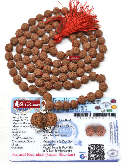 ShriRudram Gauri Shankar Rudraksha / Gouri Sankar Rudraksh Java Bead Lab Certified Attached in 5 Mukhi Mala