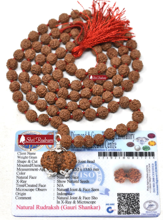ShriRudram Gauri Shankar Rudraksha / Gouri Sankar Rudraksh Java Bead Lab Certified Attached in 5 Mukhi Mala