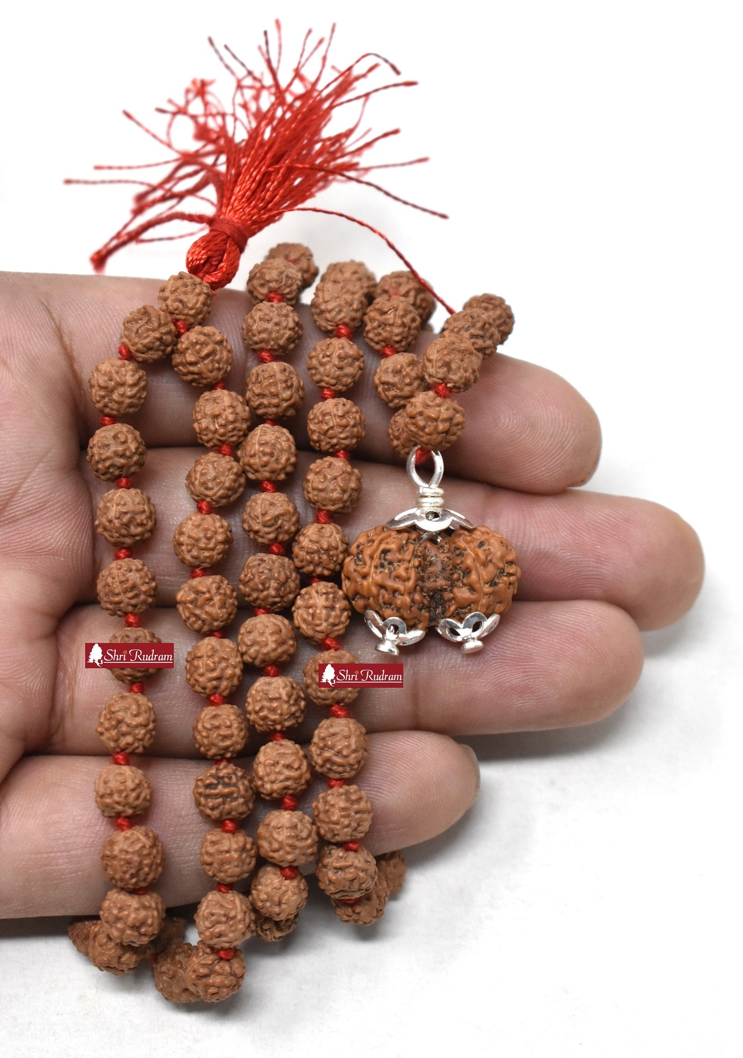 ShriRudram Gauri Shankar Rudraksha / Gouri Sankar Rudraksh Java Bead Lab Certified Attached in 5 Mukhi Mala