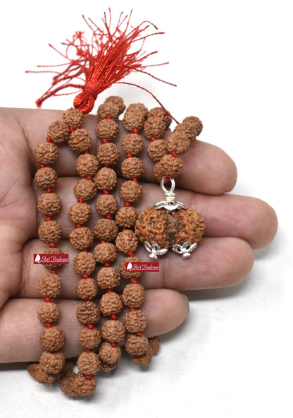 ShriRudram Gauri Shankar Rudraksha / Gouri Sankar Rudraksh Java Bead Lab Certified Attached in 5 Mukhi Mala