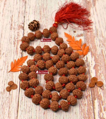 ShriRudram 10 Mukhi Rudraksha Mala / Ten Face Rudraksh Rosary Java 54+1 Beads Lab Certified 14-16 MM