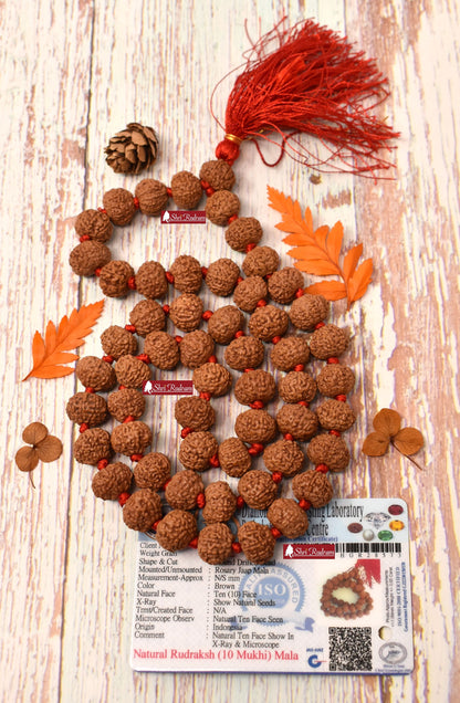 ShriRudram 10 Mukhi Rudraksha Mala / Ten Face Rudraksh Rosary Java 54+1 Beads Lab Certified 14-16 MM