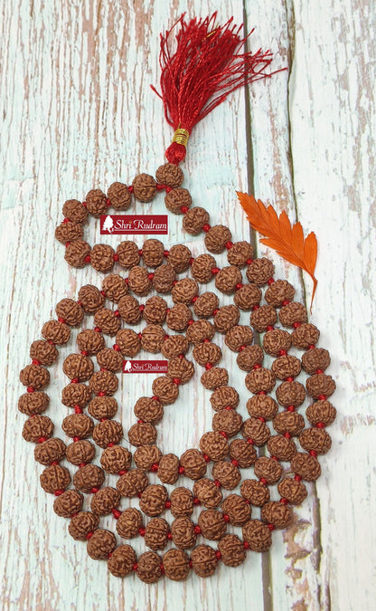 Shri Rudram 6 Mukhi Rudraksha Mala / Six Face Rudraksh Rosary Java Lab Certified D1