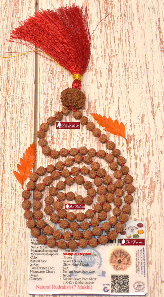 ShriRudram 7 Mukhi Nepal Rudraksha Guru Bead in 5 Mukhi Rudraksha Mala Rosary 108+1 Prayer Beads Lab Certified