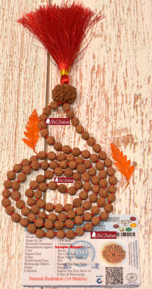 ShriRudram 10 Mukhi Nepal Rudraksha Guru Bead in 5 Mukhi Rudraksha Mala Rosary 108+1 Prayer Beads Lab Certified