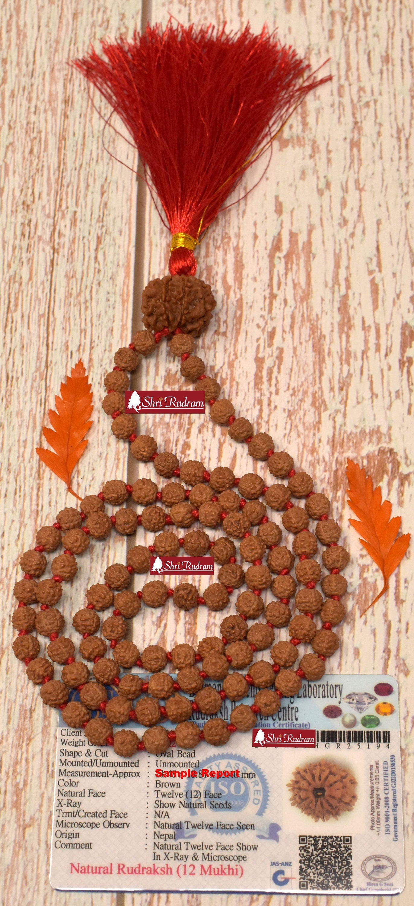 ShriRudram 12 Mukhi Nepal Rudraksha Guru Bead in 5 Mukhi Rudraksha Mala Rosary 108+1 Prayer Beads Lab Certified