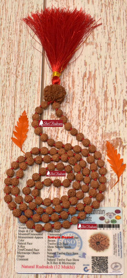 ShriRudram 12 Mukhi Nepal Rudraksha Guru Bead in 5 Mukhi Rudraksha Mala Rosary 108+1 Prayer Beads Lab Certified