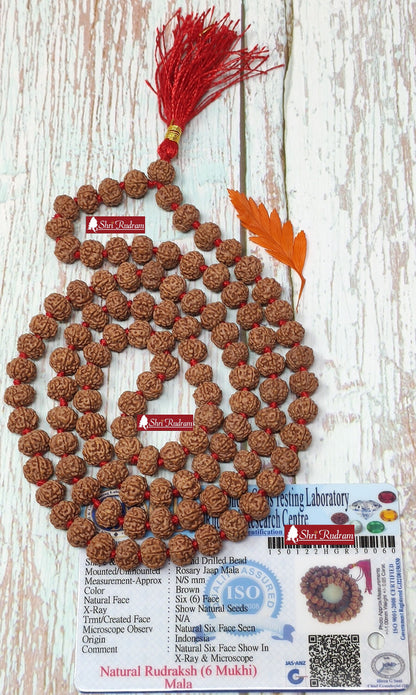 Shri Rudram 6 Mukhi Rudraksha Mala / Six Face Rudraksh Rosary Java Lab Certified D1