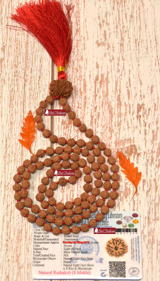 ShriRudram 8 Mukhi Nepal Rudraksha Guru Bead in 5 Mukhi Rudraksha Mala Rosary 108+1 Prayer Beads Lab Certified