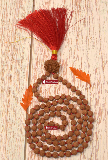 ShriRudram 12 Mukhi Nepal Rudraksha Guru Bead in 5 Mukhi Rudraksha Mala Rosary 108+1 Prayer Beads Lab Certified