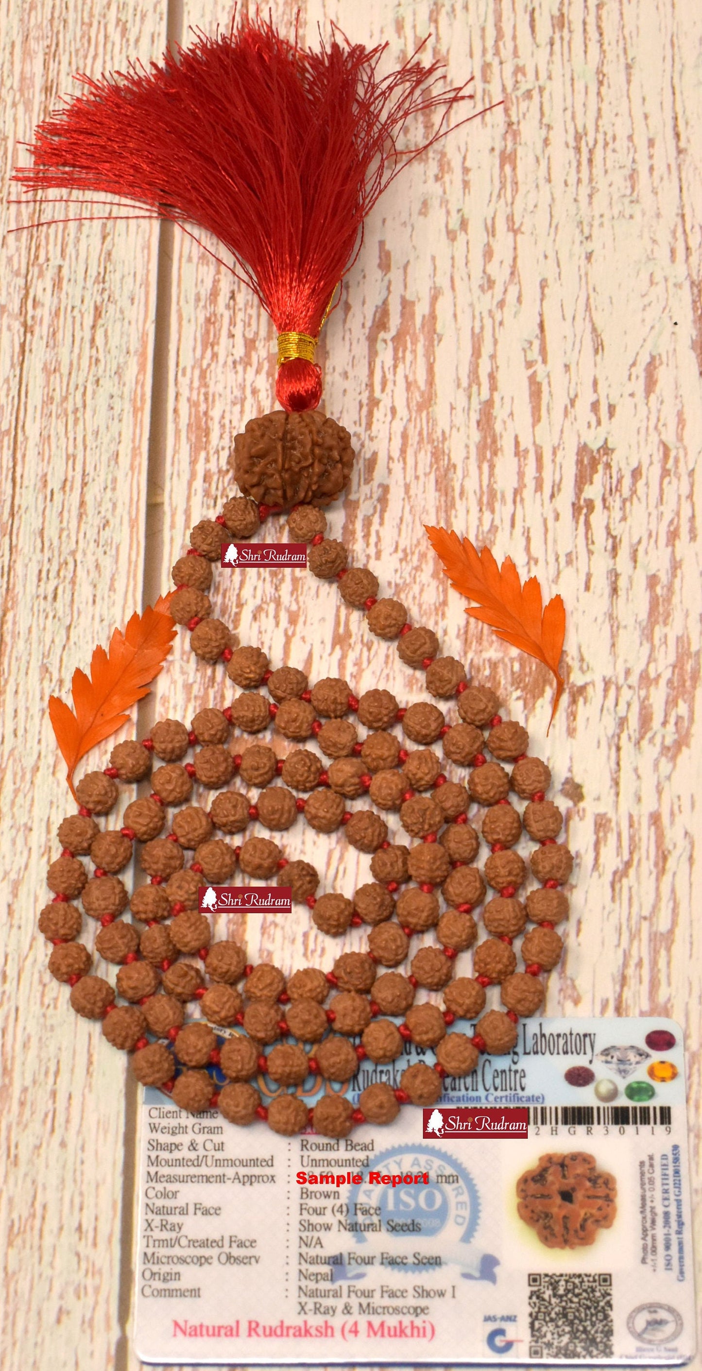 ShriRudram 4 Mukhi Nepal Rudraksha Guru Bead in 5 Mukhi Rudraksha Mala Rosary 108+1 Prayer Beads Lab Certified