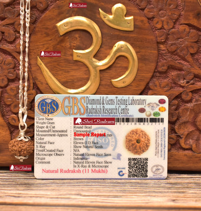 ShriRudram 11 Mukhi Rudraksha / Eleven Face Rudraksh Java Bead in Pure Silver Chain Lab Certified