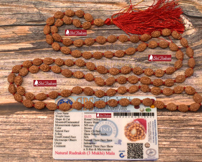 ShriRudram 3 Mukhi Rudraksha Mala / Three Face Rudraksh Rosary Java Lab Certified 108+1 Beads D2