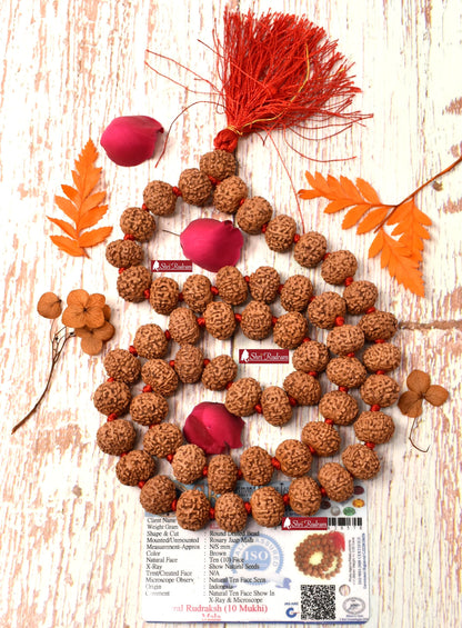 Shri Rudram 10 Mukhi Rudraksha Mala / Ten Face Rudraksh Rosary Java Lab Certified 13-15 MM
