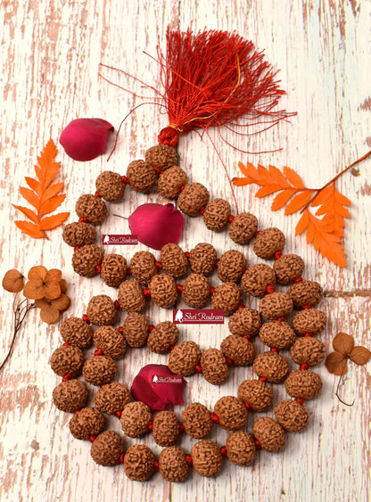 Shri Rudram 10 Mukhi Rudraksha Mala / Ten Face Rudraksh Rosary Java Lab Certified 13-15 MM